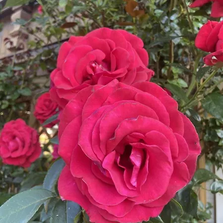 Fewo Mit Burgruinenblick Apartmán Runding